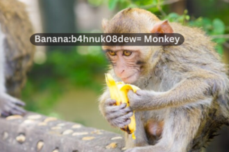 Banana:b4hnuk08dew= Monkey